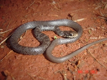 Juvenile Black Rat