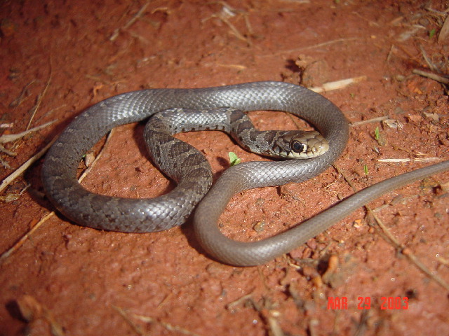 Juvenile Black Rat