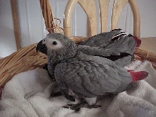 Eno (Ahh-no) at 8 weeks