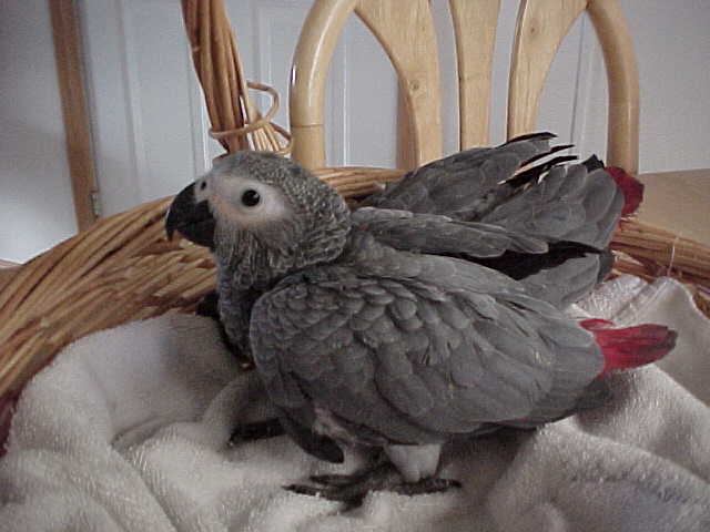 Eno (Ahh-no) at 8 weeks