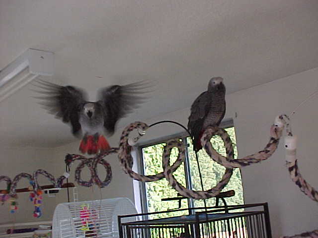 Eno in flight