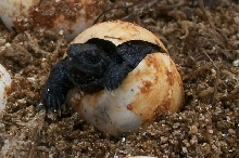 snap hatchling