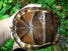 wild female