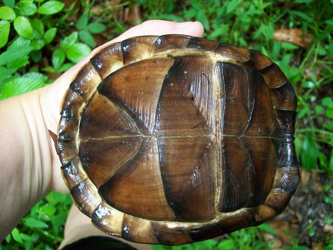 wild female