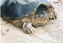 snapper