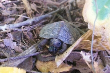 wild hatchling eating berry