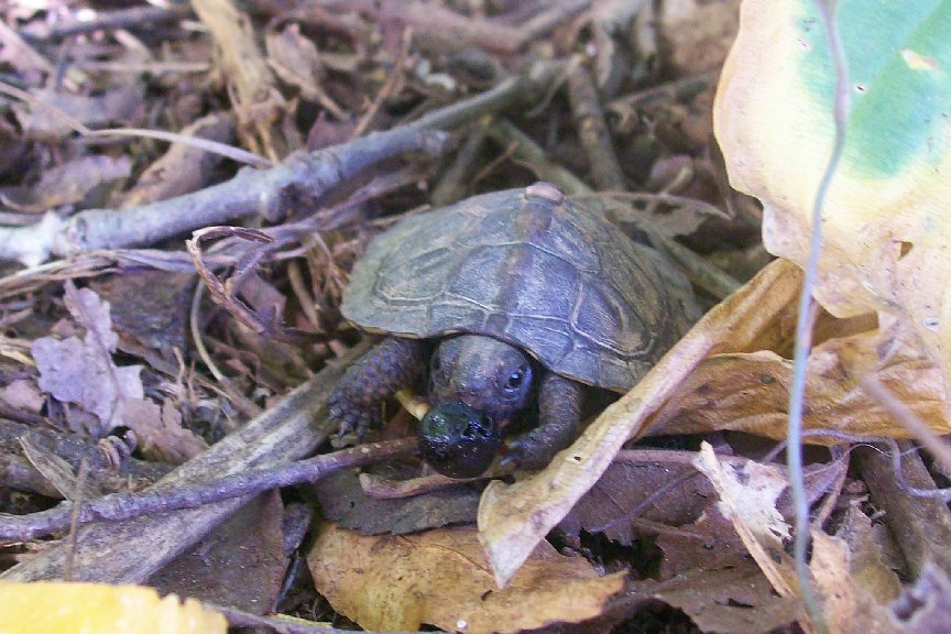 wild hatchling eating berry