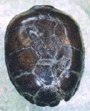 healed shell injury