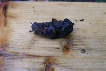 poop