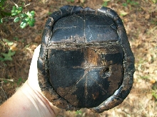 old puncture