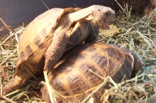 Sam and Martha