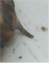 tail