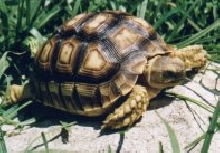 year old sulcata