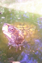 Afternoon swim