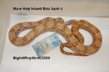 Male hog island boa
