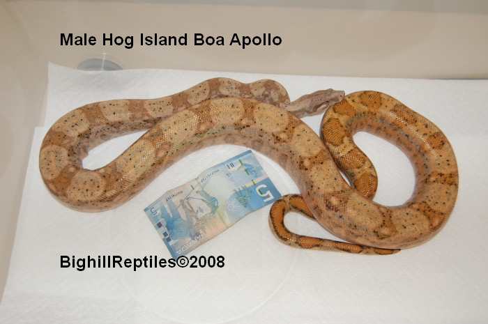 Male hog island boa