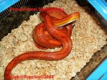 Female Amel motley Strip pic 2