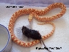 albino sornoran shed and feed