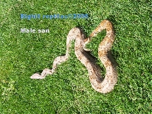 male san andreas out for some sun