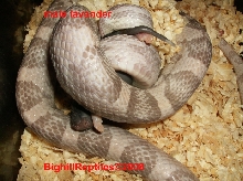 male Lavanderpic 2