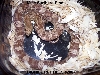 male surthern pine