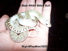 male white suded bull