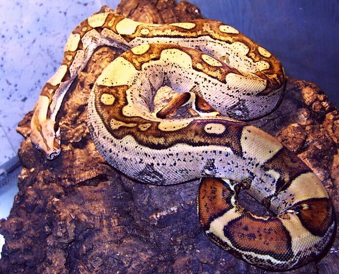 Jungle Boa 11 Months old