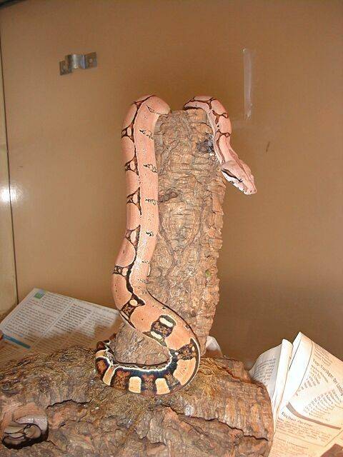 Squaretail Female 6months old