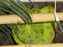 Black speckled Caninus Male !SOLD!