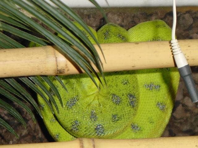 Black speckled Caninus Male !SOLD!
