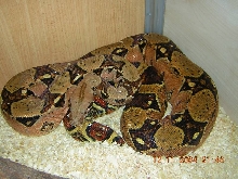 Columbian Female