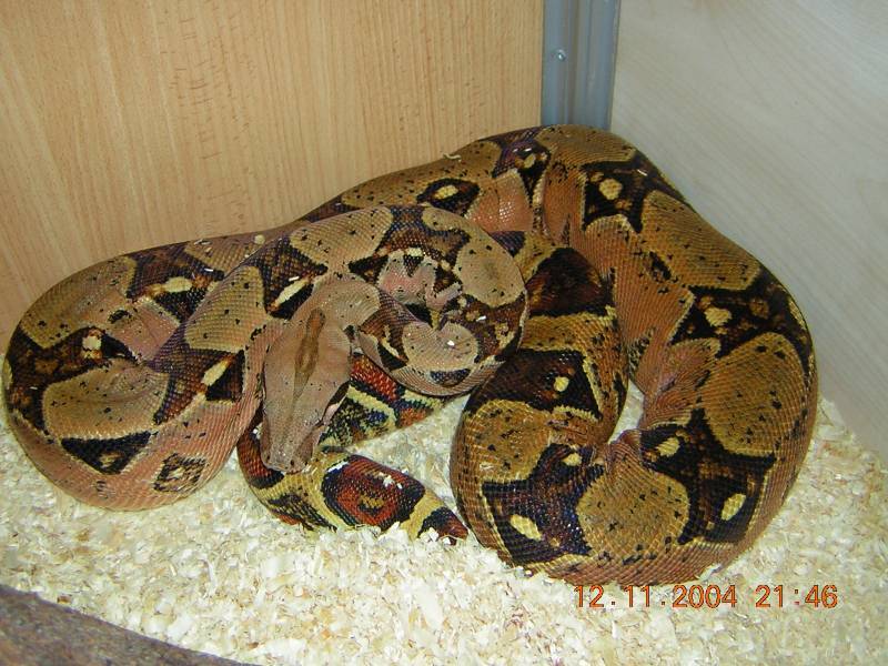 Columbian Female