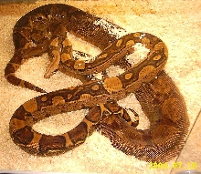 Jungle breeding
