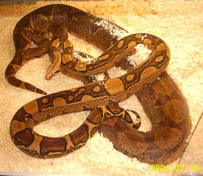 Jungle breeding