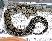 Anery Female