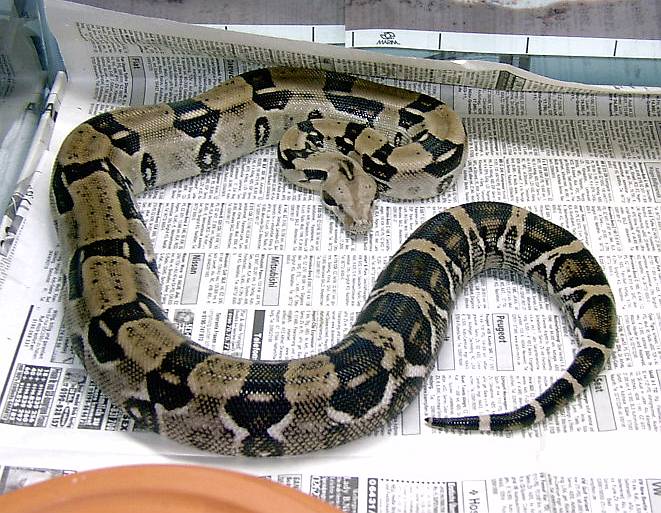Anery Female