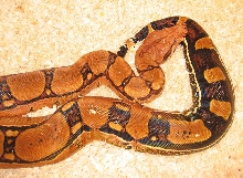 Squaretail female