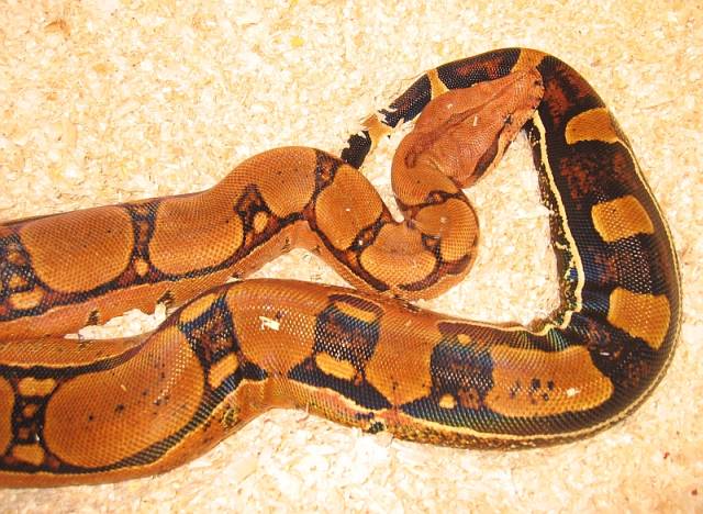 Squaretail female