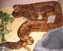 1.0Jungle Boa with 0.1Salmon and 0.1PastelBoa