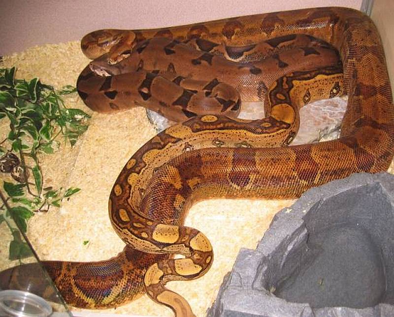 1.0Jungle Boa with 0.1Salmon and 0.1PastelBoa
