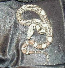 Jungle Boa male