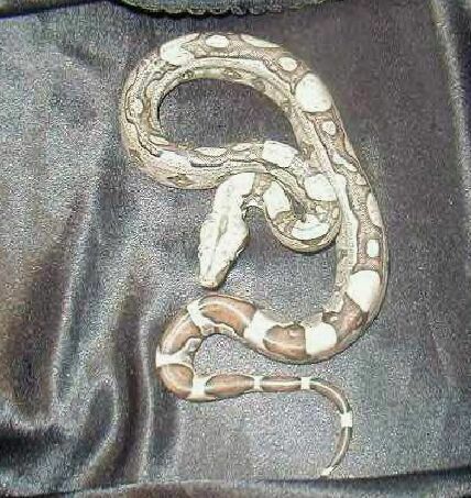 Jungle Boa male
