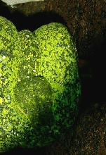 Black speckled Caninus Female