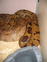 0.1Salmon and 0.1 Pastel Boa