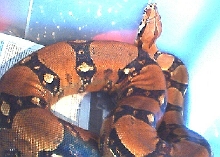 Columbian Female