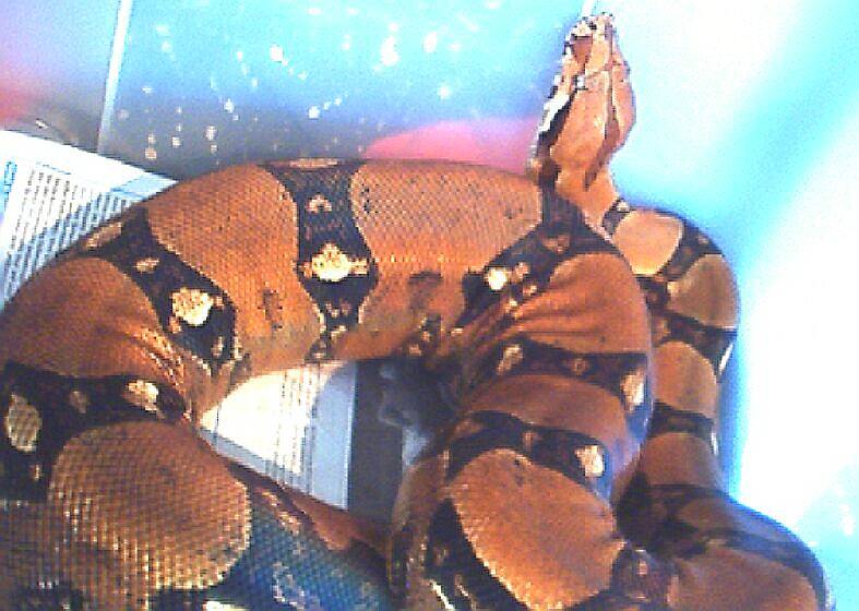 Columbian Female