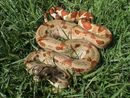 Salmonmale poss.het albino