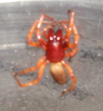 big red spider