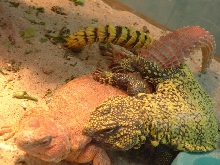 makin babies!!!!