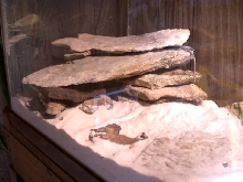 Squished lizard